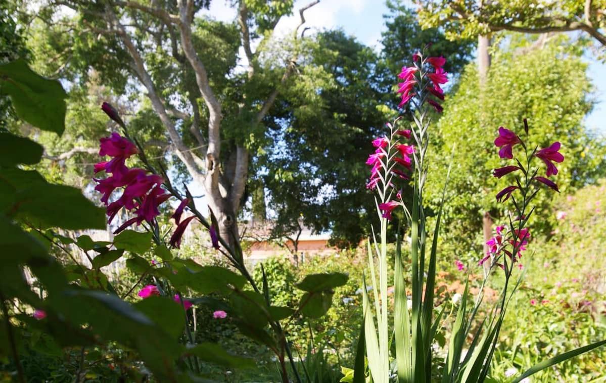 Garden House In Corfu *